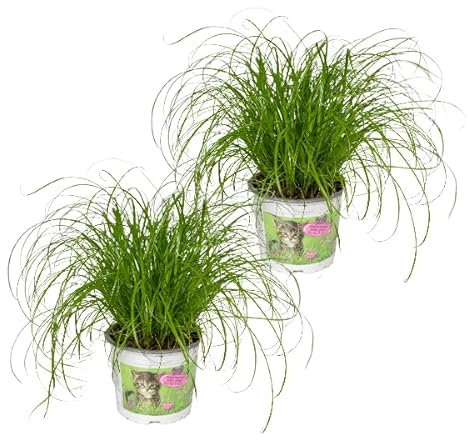 Katzengras - Cyperus Alternifolius - Zimmerpflanze - Ø12cm - 20cm - 2 Stück