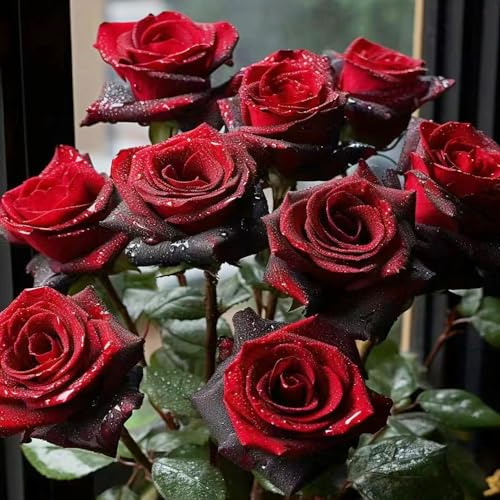 800 pcs rosensamen, mehrjährig rosen deko balkon draußen winterhart exotische garten