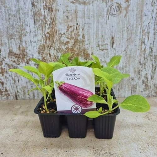 Pack de 9 Planteles de Berenjena Listada – Planta Viva para Huerto – Variedad Rayada Tradicional – Cultivo Fácil en Maceta o Tierra