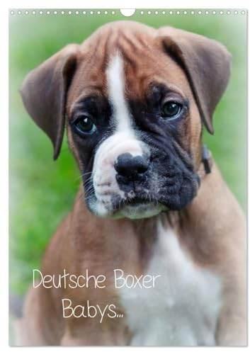 Deutsche Boxer Babys... (Wandkalender 2026 DIN A3 hoch), CALVENDO Monatskalender: 12 Bilder von Boxergeschwistern! (CALVENDO Tiere)