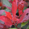 SAVINI VIVAI seto Photinia Red Robin seto árbol en maceta 24 cm altura 70-100 cm