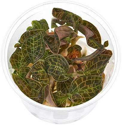 Macodes Petola Juwelorchidee - In Vitro MEGA-Becher - 7 Pflanzen