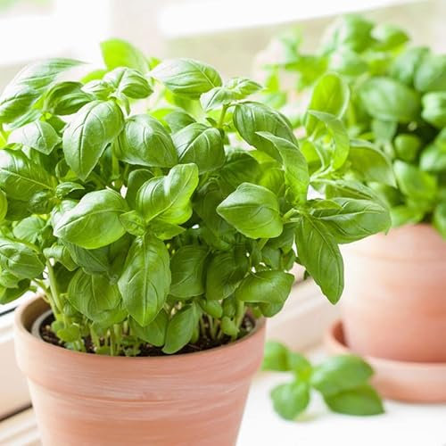 Pianta Basilico Grande Verde in vaso 1,5L