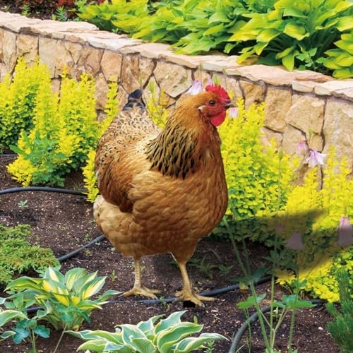 Sileduove Gartenstecker Gartendeko Huhn Gartenfiguren Deko, Huhn Hof Kunst Garten Henne Dekoration Ornament Schild Acryl Hahn Tier(A)