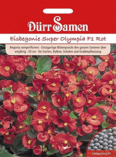 Dürr-Samen - Eisbegonie Super Olympia F1 Rot einjährig 20 cm Saatgut