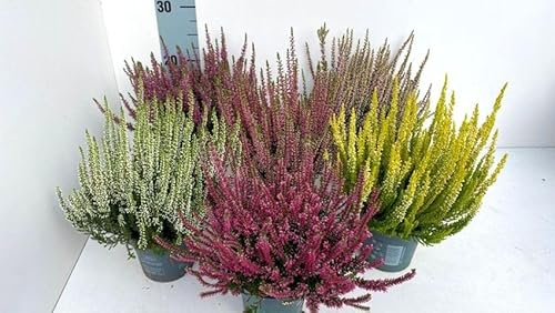 Calluna Vulgaris Besenheide Set, 6 Pflanzen, Mosaic Winterheide Sortiment, Beauty Ladys