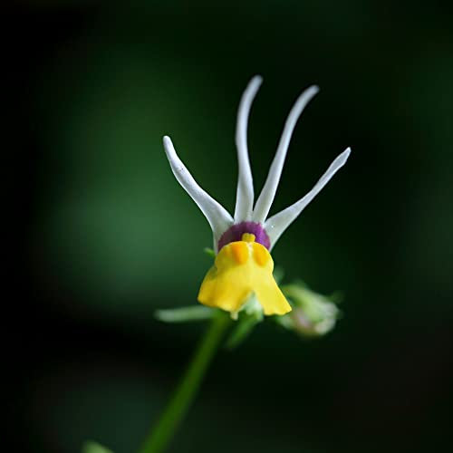Nemesia cheiranthus 'Shooting Stars' Scented Half-Hardy Annual Yellow White Blooms Easy to Grow Your Own Outdoor Garden Flower Plants (Approx. 80 Seeds) by Thompson and Morgan