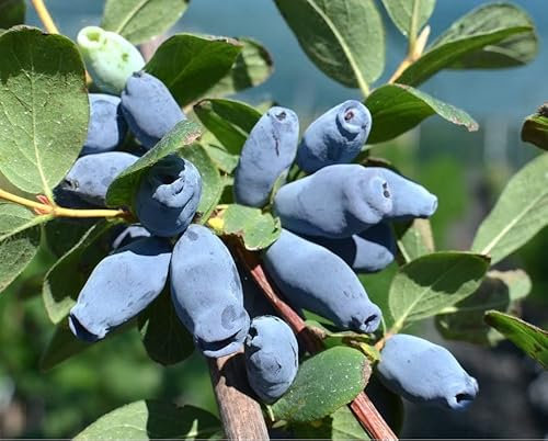MIRTILLO SIBERIANO - Lonicera kamtschatica Aurora V.15 Pianta cespugliosa Frutta