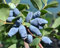 MIRTILLO SIBERIANO - Lonicera kamtschatica Aurora V.15 Pianta cespugliosa Frutta