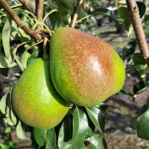 Gute Luise saftig süße Herbstbirne Birne Buschbaum ca. 110-140 cm 7,5 L Topfballen Quitte A