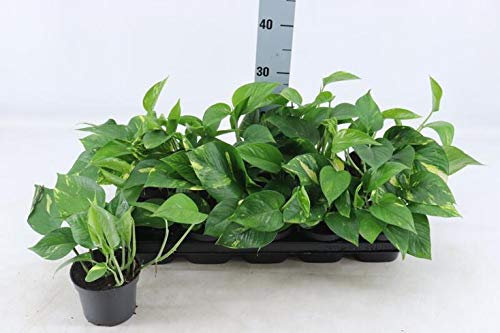 Scindapsus aureum House Plant in a 12cm Pot x 1 Devils Ivy. Epipremnum