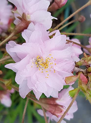 Prunus incisa 'Oshidori' / Cerisier à fleurs du Japon nain/Conteneur de 3 à 4 litres