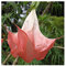 Brugmansia suaveolens - Engelstrompete - 5 Samen