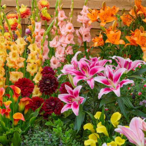25 Sommerblumen zwiebeln Blooming Border Mix (25 blumenzwiebeln) Gladiolen, Dahlien, Calla, Lilien | Exklusive Mischung aus Holland | Mehrjährig Pflanzen für Garten, Töpfe (große Knollen)