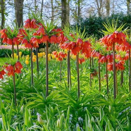 tuberi corona imperiale perenni - giardino in vaso resistenti all'inverno 6pcs