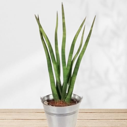 Sansevieria inklusive Übertopf und Grußkarte # Pflanze # Zimmerpflanze # Büropflanze
