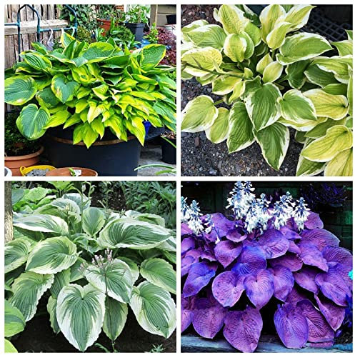 Hosta Richiede Poca Manutenzione Ed è Adatta Alla Coltivazione Dei Principianti, Forte E Potente Hosta Ha Un Apparato Radicale Ben Sviluppato, Bulbi Di Hosta,-4bulbs-A
