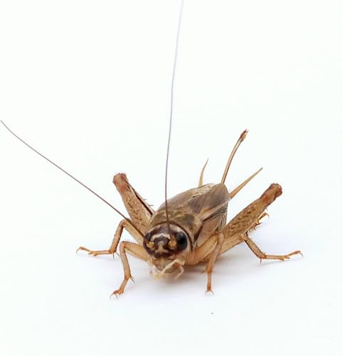 Eurocrickets | Lebende Heimchen (Grillen) Größe Nr. 1 (3–5 mm) Micro | Maxi Pack – 500 STK. | Futtertiere für Reptilien und Amphibien