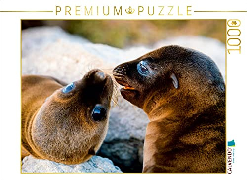 CALVENDO Puzzle Seelöwenjunge Spielen | 1000 Teile Lege-Größe 64 x 48 cm Foto-Puzzle für glückliche Stunden