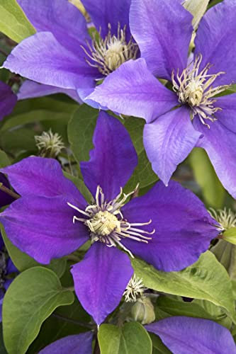 South Eastern Horticultural Clematis Boulevard Olympia Perennial Climber 100mm Pot Plant x1