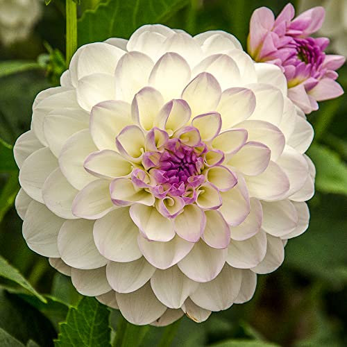 1 x Dahlia Ball Eveline – Perennial Xtra Large White Flowers – Exceptionally Beautiful – for Your Beautiful Garden