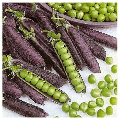 Buy4seeds 100 Seeds Pea Purple blauwschokker Easy to Grow