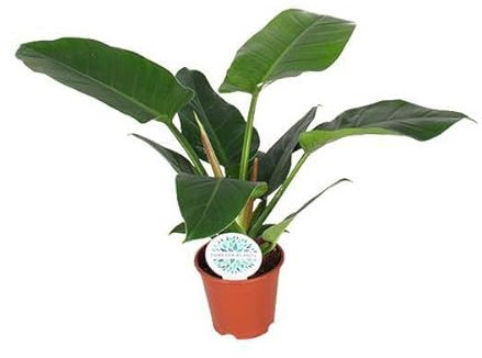 Philodendron vert impérial – Ø 17 cm – 50 cm