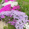 Teppichphlox Winterhart Samen, blumensamen mehrjährig winterhart Phlox subulata, stauden winterhart mehrjährig winterharte balkonpflanzen alte sorten saatgut winterharte pflanzen für 1000pcs
