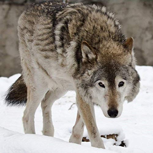 Really Wild Cards Wolf Greeting Card with SOUND. Animal noise plays when you open this card. Blank on the inside making it perfect for many occasions and a unique gift idea.,Grey,15cm x15cm x0.2cm