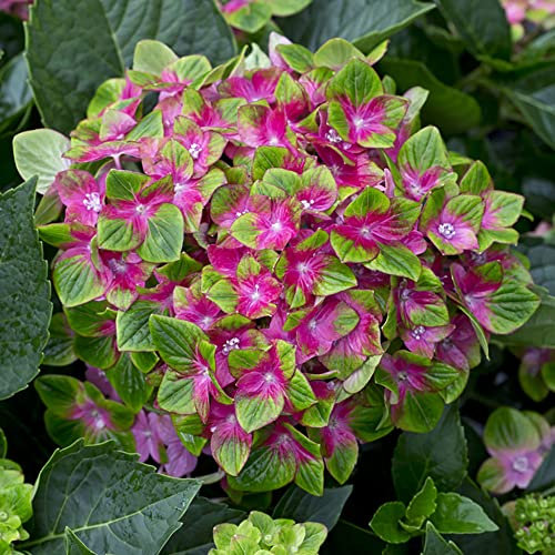 YouGarden Hydrangea 'Glam Rock', Established Plant in 9cm Pot, Schloss Wackerbath, Ready to Plant