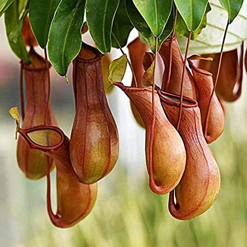 100PCS Seeds Nepenthes Seeds | Non-GMO | Genericl Pitcher Plants Seeds for Planting Home Garden, Seeds, Gardeners Choice!: Only seeds
