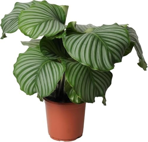 Happy Plants Calathea Orbifolia 60 cm hoch 21Ø, Zimmerpflanzen groß - Luftreinigende Pflanzen - Frisch aus der Gärtnerei (ohne Topf)