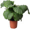 Happy Plants Calathea Orbifolia 60 cm hoch 21Ø, Zimmerpflanzen groß - Luftreinigende Pflanzen - Frisch aus der Gärtnerei (ohne Topf)