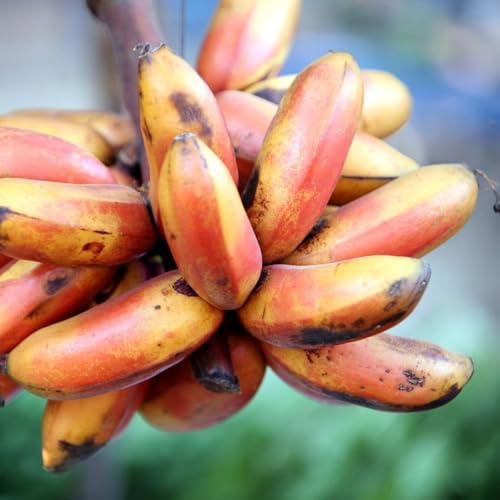 Bananensamen, Bananenbaum, winterharte für garten alte sorten bio säulenobstbäume balkon für 30pcs