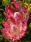Seedeo® Königsprotea (Protea cynaroides) 7 Samen