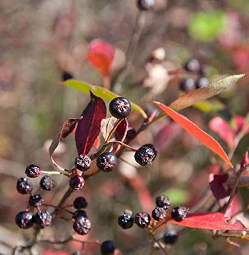 Apfelbeere Brilliant 40-60cm - Aronia arbutifolia