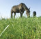 Kiepenkerl 4000159803084 Country Horse 2122 Pferdeweide Kräutermenü 1,5 kg