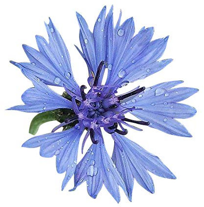1000 Samen **Blaue Kornblume** -Centaurea cyanus- -Himmelblaue Blütenbracht-