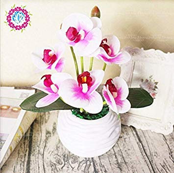 50 pz Iris semi, semi di bonsai fiori giardino perenne, splendidi fiori recisi semi di fiori rari per la casa giardino piantare orchidee 1