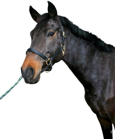 Pferdehalfter Leder Warmblut schwarz
