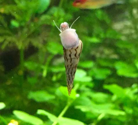 Garnelen Turmdeckelschnecken Mix - Bodenpflege - Aquarium Schnecken - Bodenpflege Trupp, Menge:12 STK.
