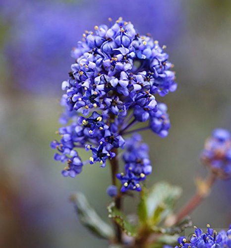 Säckelblume Blue Sapphire 20-30cm - Ceanothus impressus - lebende Gartenpflanze aus den Baumschulen