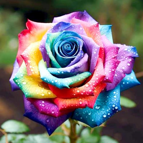 Winterharte Rose – Strauchrose Rose für Hecke & Zaun, kräftig und blütenreich-E-1 Rhizome