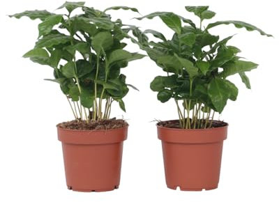 Plant in a Box - Coffea arabica - Pianta di caffè - Set di 4 - Vaso 12cm - Altezza 25-40cm - Piante da appartamento - Pianta verde