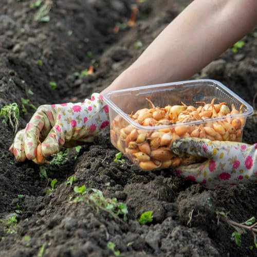 150 pcs zwiebel samen(steckzwiebeln) winterharte pflanzen für garten topfpflanzen geschenk stauden winterhart mehrjährig schattenpflanzen winterhart gewächshaus balkon samen gemüse
