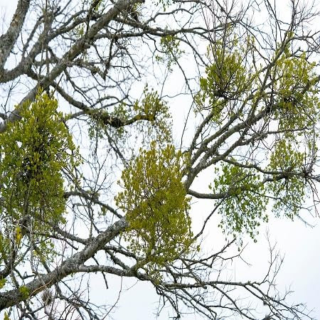 20 Stück Mistelzweigsamen