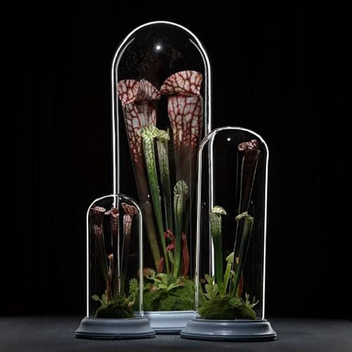 Plante Carnivore Artificielle sous Cloche en Verre 38 cm – 3 Modèles Assortis – Objet Déco Original et Naturel pour Intérieur, Salon, Bureau ou Chambre – Décoration Végétale sans Entretien