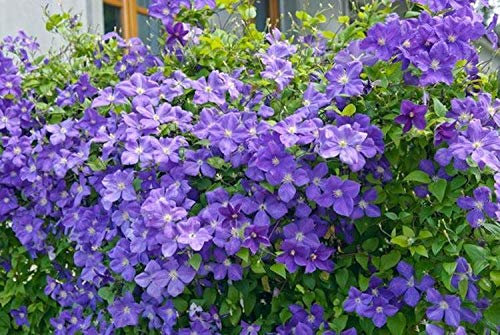 Portal Cool Grande fioritura Plug vigorosa pianta rampicante Clematis 'Jackmanii' Arbusto