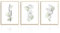 NymphFable Abstrakte Botanische Wandbilder Minimalistische Salbei Grüne Blumen Linie Leinwand Bilder für Schlafzimmer Wohnzimmer Deko 30x40 cm 3er Set Ohne Rahmen