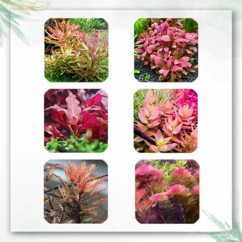 50 Pc Plantas Acuáticas Acuario Semillas Reales - Plantas De Estanque Semillas Resistentes, Semillas De Plantas De Acuario Semillas De Plantas Flotantes De Acuario, Regalos Decorativos